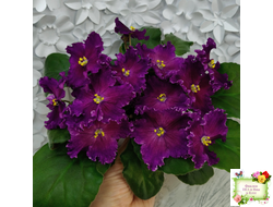 NiK-Аристократ (Н. Булко)