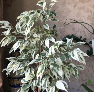 Ficus benjamina ‘Starlight’ / фикус старлайт