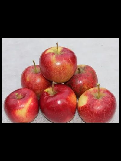 Радогость(яблоня)