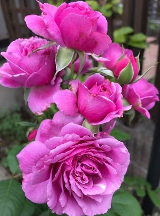 Air rosse hotsell