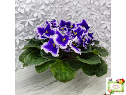 Dn-New Star (Д. Денисенко) 2019 г.