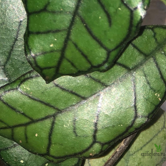 Hoya sp.Borneo Gunung Gading