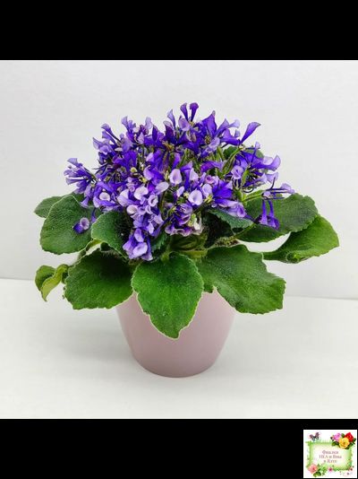 СК-Вьюнок (А.Кузнецов) (2 листа посажены в 1 стак. 24.01.26)