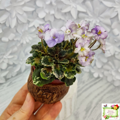 Heavenly Girl (Хевенли Гел), H.Pittman (пестролистный гёрл)