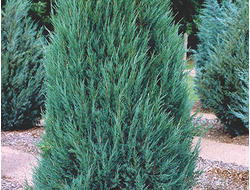 Можжевельник скальный Blue Arrow, C2