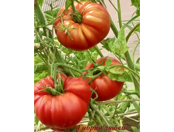 Томат Гибрид любви