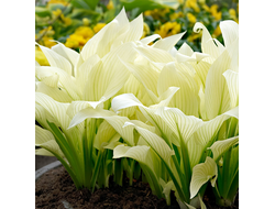 Хоста Уайт Фезе (White Feather)