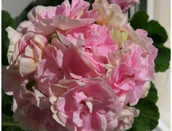 П221 Пеларгония MD Somnul Dulce укорененный черенок