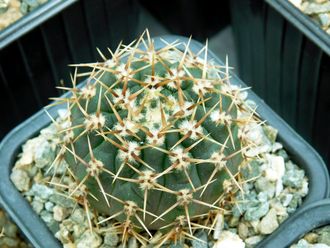 Gymnocalycium occultum STO 789 (D=35мм)