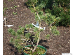 Сосна Якутск - Jakutsk