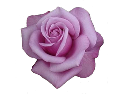 Розы американской селекции