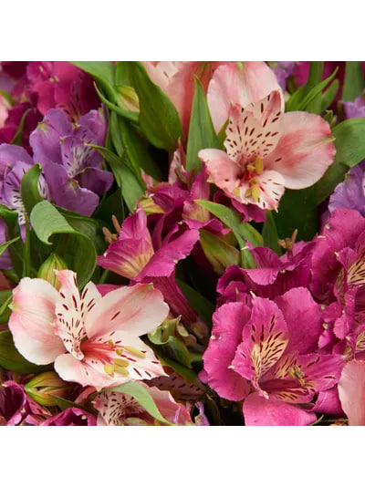 Букет из 15 лиловых альстромерий