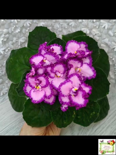 Lyon's Pirate's Treasure (S. Sorano)