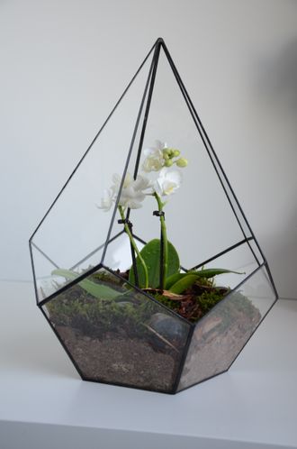 Флорариум "Капля орхидея"