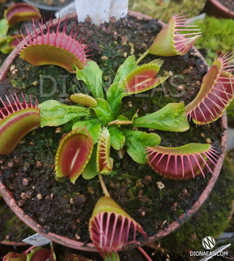 Dionaea muscipula Trichterfalle (Funnel trap)