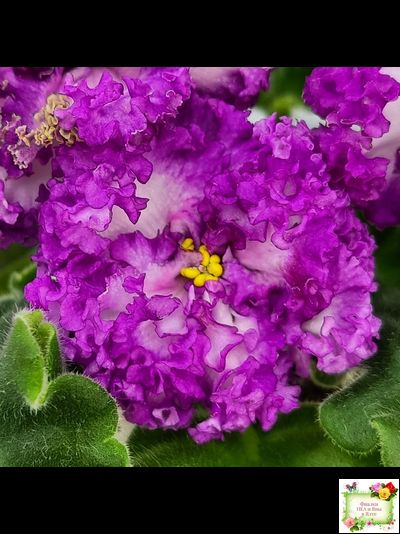 ПТ-Принцесса Ясмин (Т. Пугачева) 2019 г.