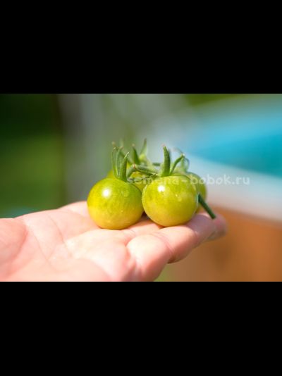 Томат Green Doctors Frosted (Грин Доктор Фростед), 10 шт