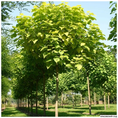 Катальпа бигнониевидная