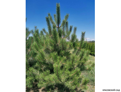 Сосна Черная - Pinus Nigra