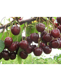 Вишня "Новелла" (Средняя) ЗКС, 200см