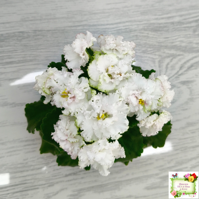 АВ-Любимая Игрушка (Фиалковод) 2015 г.