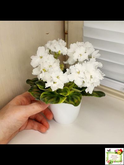 OS-Джунгарик (С.Осипова) (клакамас с кроновой пестролистностью)