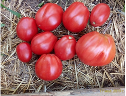 Томат Бычье сердце Ревьера