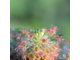 Геммы Drosera Roseana