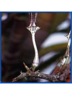 Ceropegia stapeliiformis ssp. serpentina