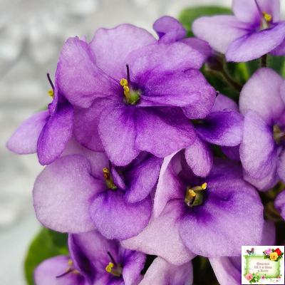 Rob's Lucky Charm (R.Robinson) 11/21/2003 (9293)