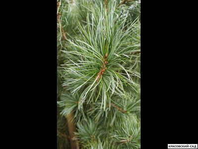 Корейский кедр 4 метра