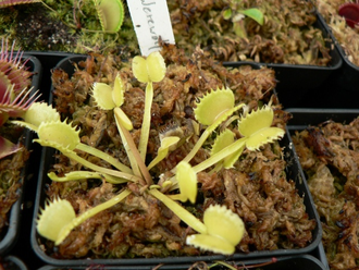 Dionaea muscipula "Werewolf"