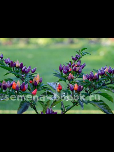Перец острый  Bolivian Rainbow, 10 шт