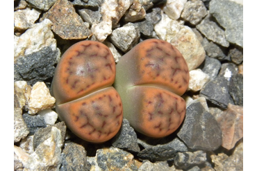 Lithops schwantesii ssp. schwantesii v. schwantesiii `triebneri` 
