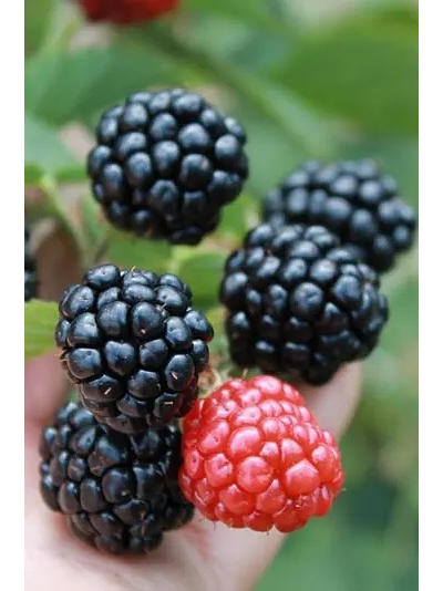 Ежевика Торнфри