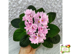 Hunter's Vertigo (K. Muzalewski) (лист укоренённый)