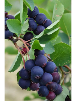 Ирга канадская