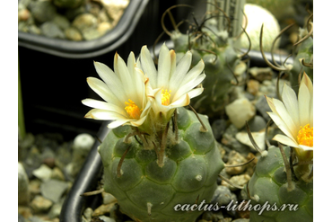 Turbinicarpus schwarzii  