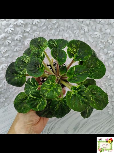 Huckleberry (I. Fredette)