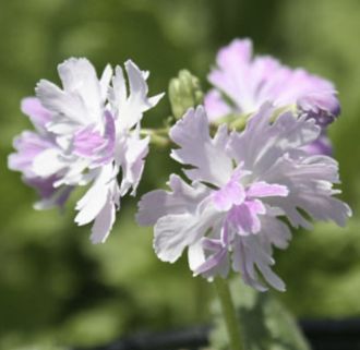 Primula sieboldii Etranger