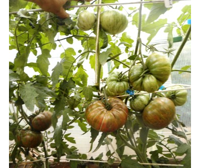 Томат Ананасовая зебра (Pineapple zebra)