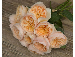 Джульет (Juliet) английская срезочная роза