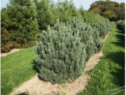 Сосна обыкновенная Watereri, C3