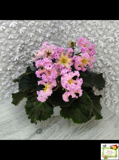 РМ-Оранжевое Лето (Н. Скорнякова) 2022 г.