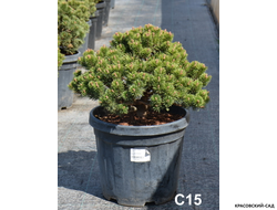 Сосна Шервуд Компакт - Sherwood Compact