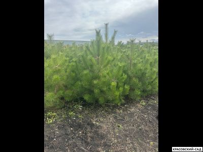 Сосна Крымская Черная 6 метров