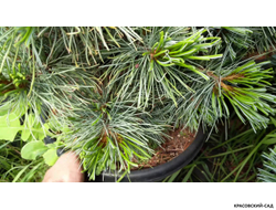 Сосна кедровая Блю Мопс - Blue Mops