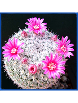 Mammillaria perbella v. lanata