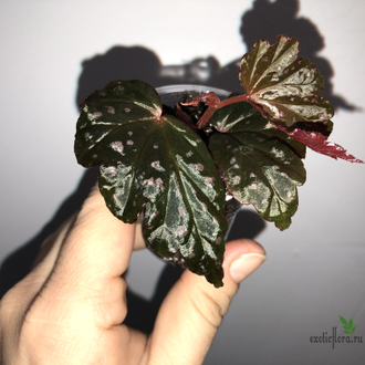 Бегония Victorian Butterflay