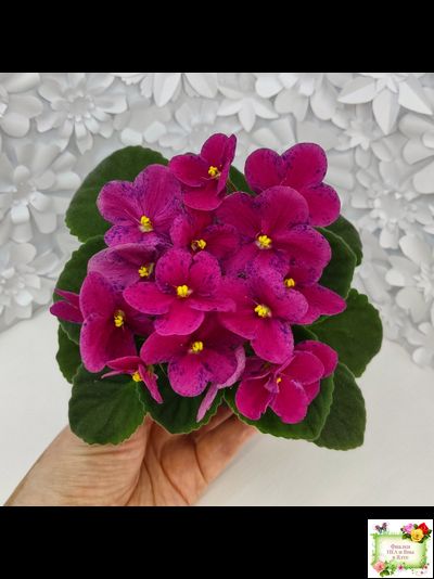 Mac’s Paisley Pattern (G.McDonald)